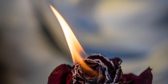 3581x5371 Maroon rose, Rose, Fire, Bud HD wallpaper | Wallpaper Flare