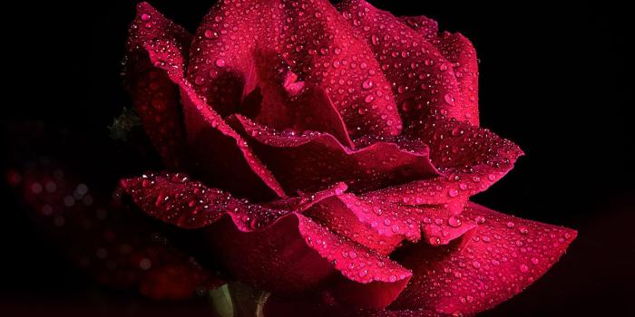 1280x843 Desktop Wallpapers Roses burgundy Drops Flowers Closeup Black