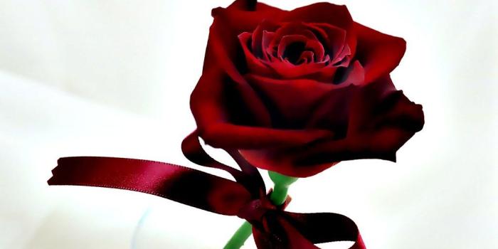 1024x768 Fancy rose wallpapers | Fancy rose wallpapers