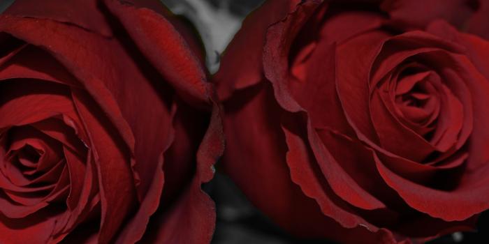 3840x1200 Dark Red Roses ❤ 4K HD Desktop Wallpaper for 4K Ultra HD TV • Wide