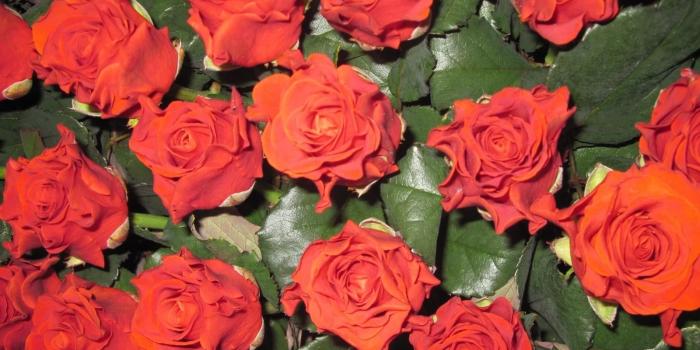 1600x1180 3339522 Roses, Carnations, Flowers, Maroon, Flower, Leaves, White