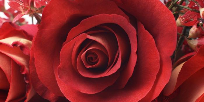 2048x1152 Download Dual Screen Wide 2048x1152 - Bud, Petals, Red, Rose Wallpaper