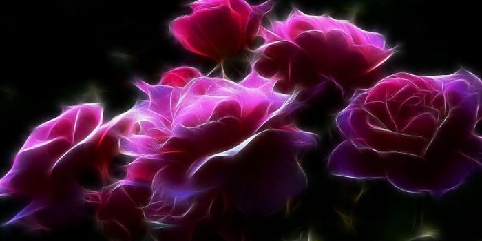 1680x1050 Pink Roses Wallpaper and Background Image | 1680x1050 | ID:88981