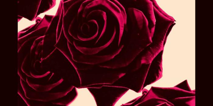 960x1280 Burgundy roses Wallpaper by HaylieJohnson - d8 - Free on ZEDGE™