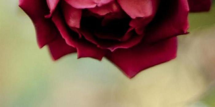 1080x1920 iPhone Wallpaper | Red, Flower, Petal, Garden roses, Rose, Pink