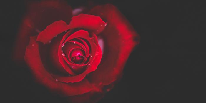5829x3886 Red rose, Rose, Bud, Red HD wallpaper | Wallpaper Flare