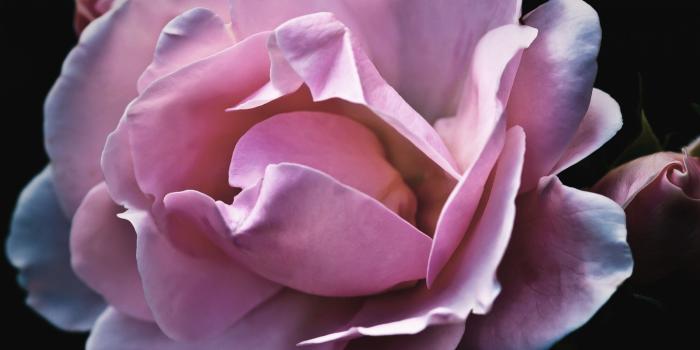 3840x1440 Light Pink Roses Wallpaper - Maroon Flower Transparent Background