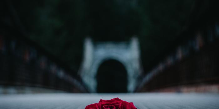 3397x4246 Rose Blur Red Floor Latticed - Free Stock Photo, Image, Wallpaper