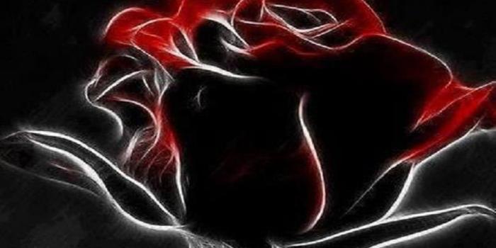 1024x768 Neon Rose Wallpaper - (57++ Image Collections)