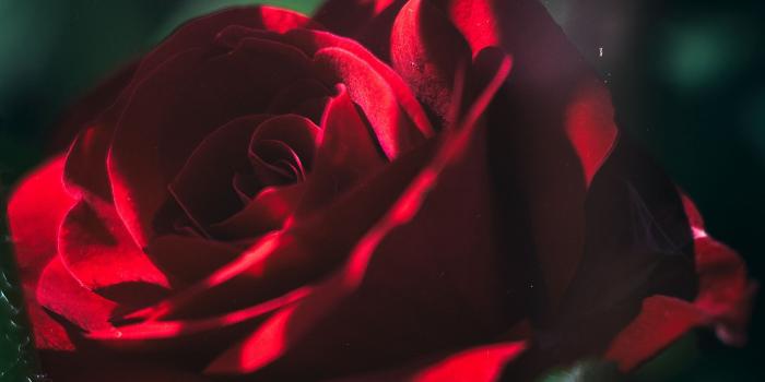 2560x1080 Download wallpaper 2560x1080 rose, bud, red, blur, garden, bloom