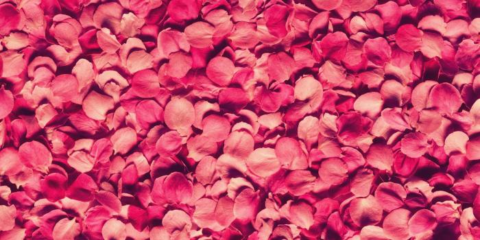 2560x1600 nature, flowers, pink, flower petals, roses :: Wallpapers