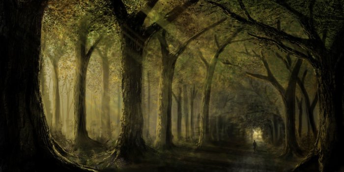 1920x1080 Forest Path Wallpaper (55+ images)