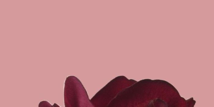720x1277 freetoedit wallpaper wallpapers iPhone girlpower Roses...