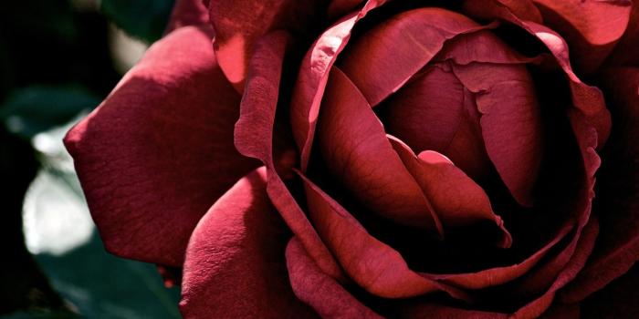 2160x1440 Red Rose Wallpaper Desktop (60+ pictures)