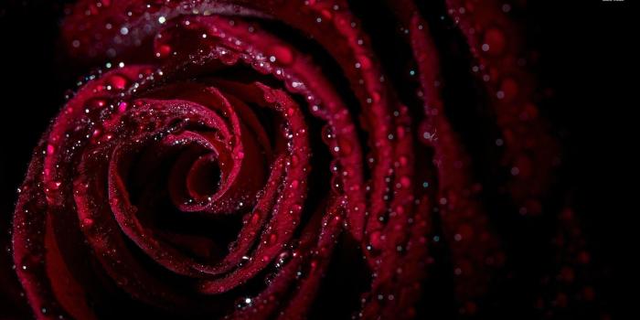 1920x1080 Wet rose wallpaper - Flower wallpapers - #18837