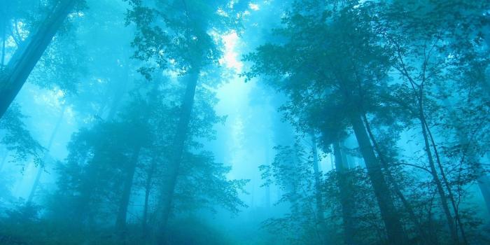 1920x1080 Blue Forest HD Nature Wallpaper | Nature | Blue forest, Forest