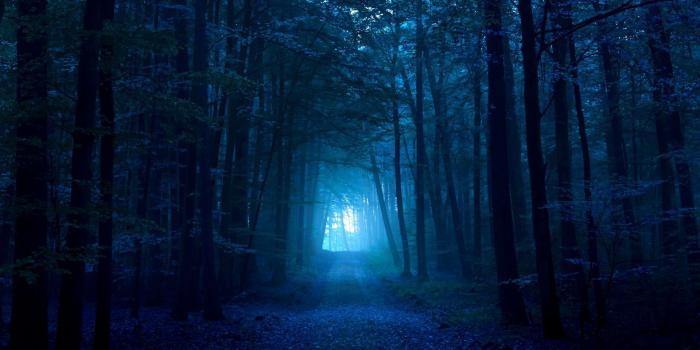 1920x1200 Dark Blue Themed Wallpaper. | More blue in 2019 | Blue forest, Dark