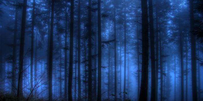 2560x1440 Blue Forest Wallpapers - Top Free Blue Forest Backgrounds