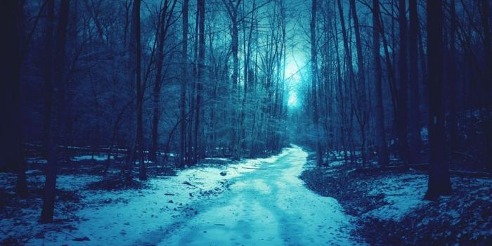 1280x804 Blue Forest Winter wallpapers | Blue Forest Winter stock photos