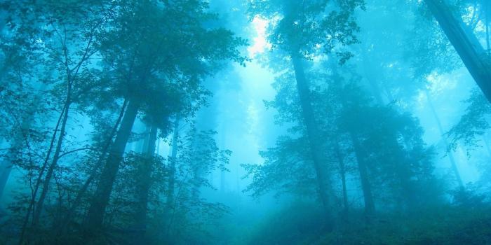 2560x1600 Blue Forest Wallpapers - Top Free Blue Forest Backgrounds