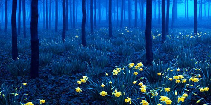 2732x1536 Blue Forest Wallpapers - Top Free Blue Forest Backgrounds