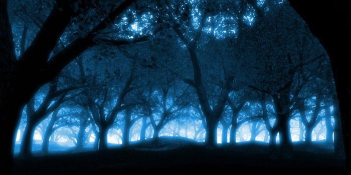 1024x768 Sylvia Arie on blue. in 2019 | Blue forest, Forest wallpaper