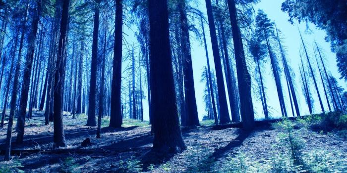 1920x1200 night trees blue HD Wallpaper | Background Image | 1920x1200 | ID