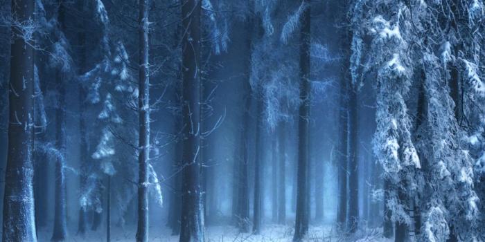 1920x1200 Beautiful Blue Forest In Winter - [1920 x 1200]