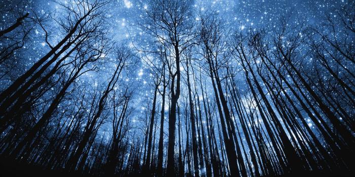 2560x1600 Blue Forest Wallpaper , (67+) Pictures