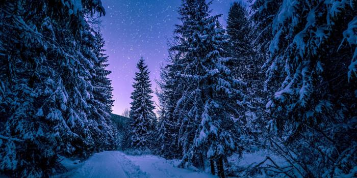 4608x2660 Night Forest Wallpapers HD Download Free