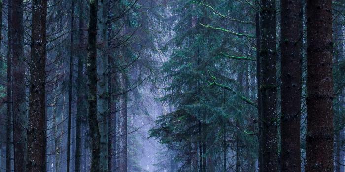 2160x3840 Nature #forest #trees #grass #wallpapers hd 4k background for