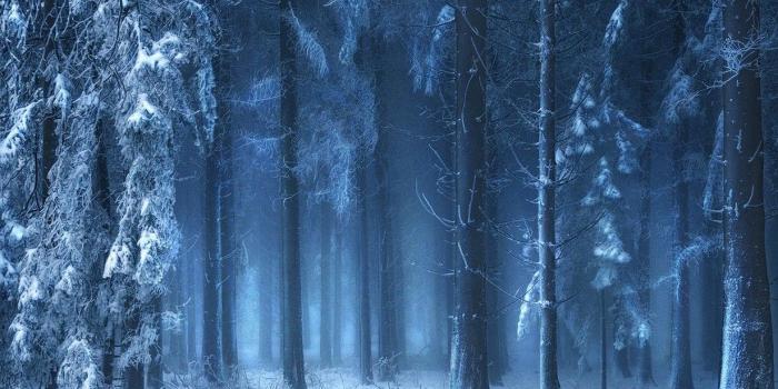 1230x799 nature, Landscape, Blue, Forest, Snow, Winter, Mist, Sunlight, Trees