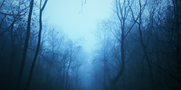 2160x3840 4546625 #mist, #trees, #nature, #tropical forest, #dark, #blue