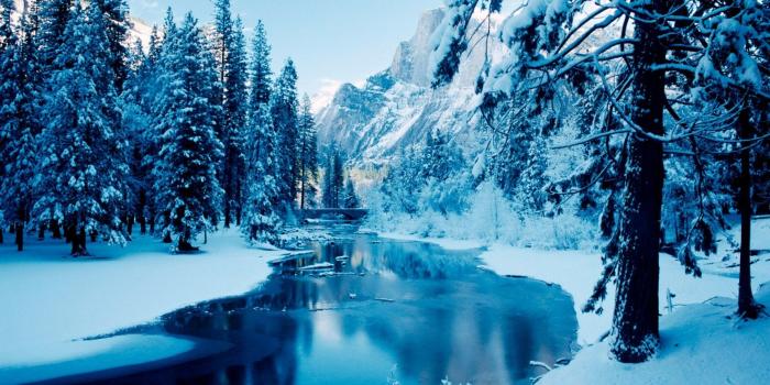 1920x1080 73+ Winter Forest Wallpapers on WallpaperPlay