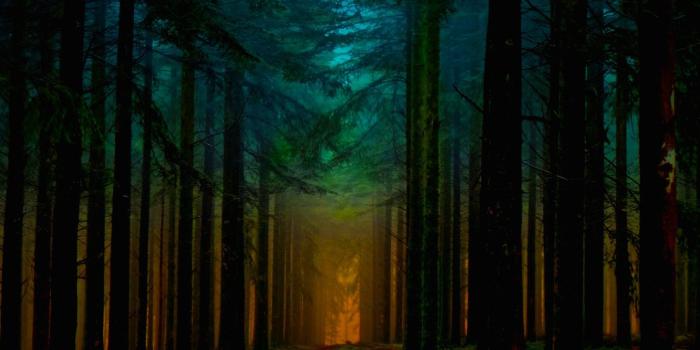 1332x850 Wallpaper Orange, Beautiful, Blue, Fantastic, Sunrise, Forest, Ligth