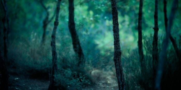 1680x1050 Dark Forest Wallpapers