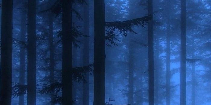 750x1334 Blue Forest Wallpaper 25607 - Baltana
