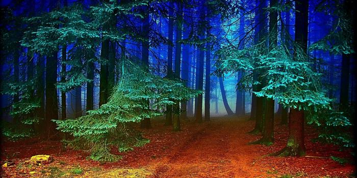 1920x1080 Forest: Path Dreams World Blue Light Road Reddish Green Trees Leaves