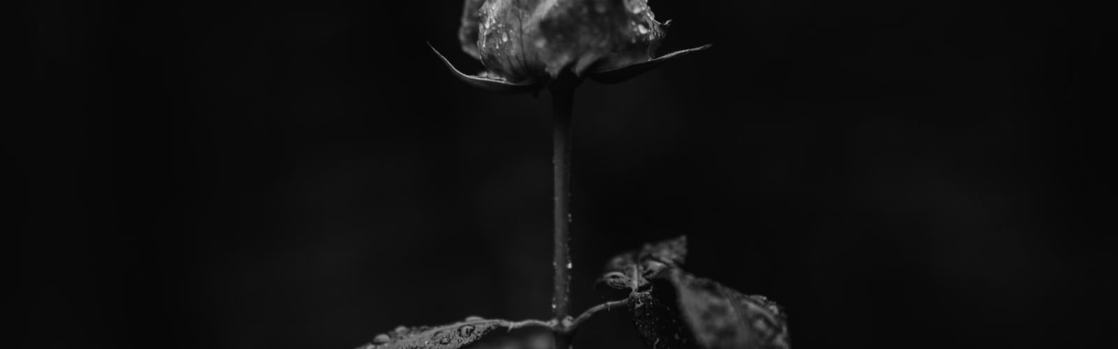 1600x500 Dark Aesthetic | 26 best free dark, black, light and flower photos