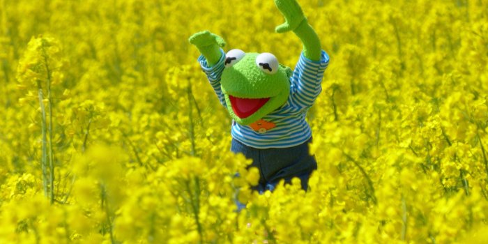 4000x2500 Kermit the Frog, Blossoms Wallpapers HD / Desktop and Mobile Backgrounds