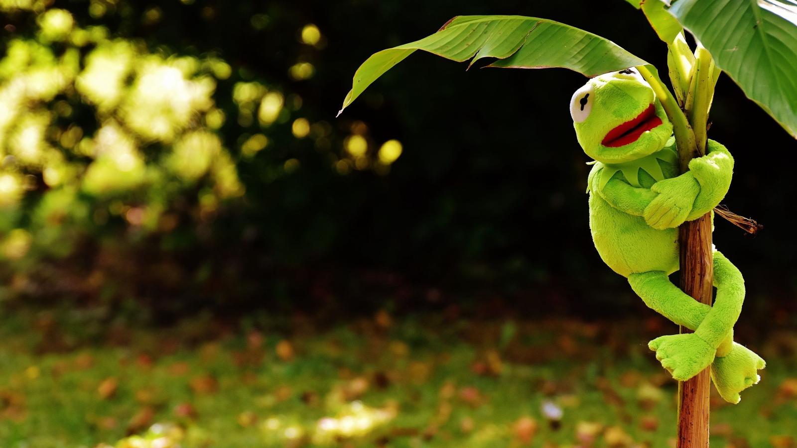 2560x1440 Download wallpaper 2560x1440 toy, kermit the frog, plant widescreen
