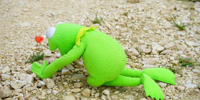 6000x4000 kermit the frog free image | Peakpx