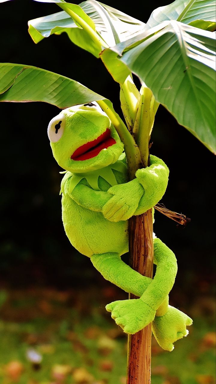 720x1280 Download wallpaper 720x1280 toy, kermit the frog, plant samsung
