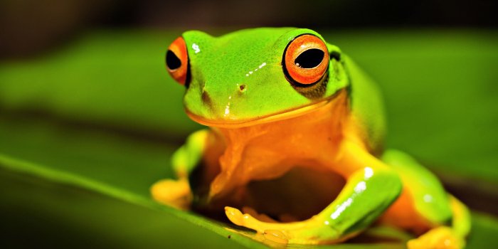 1920x1080 Funny Frog Wallpapers (50+ background pictures)