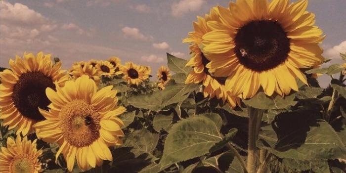 750x1334 Vintage Aesthetic Wallpapers - Top Free Vintage Aesthetic