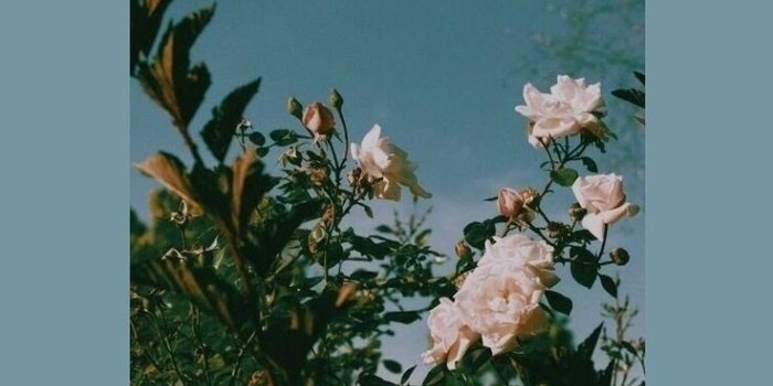 736x1309 Vintage Aesthetic Wallpapers - Top Free Vintage Aesthetic