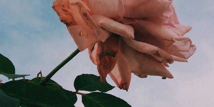 1242x2208 Cute Wallpapers, Vintage Wallpapers, Iphone Wallpaper - Artsy