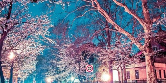 736x1308 Japanese Aesthetic HD Wallpapers - Top Free Japanese Aesthetic HD