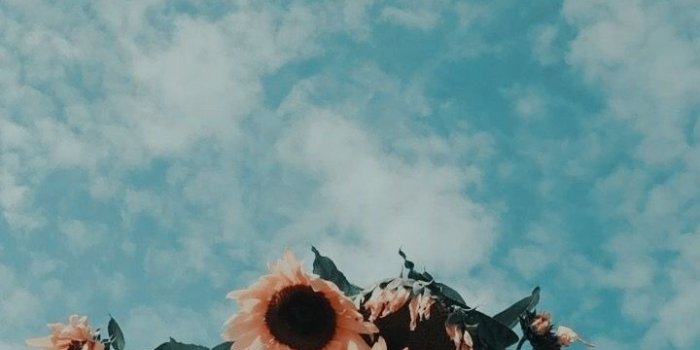 720x1280 Tracy on Possible theme in 2019 | Sunflower wallpaper