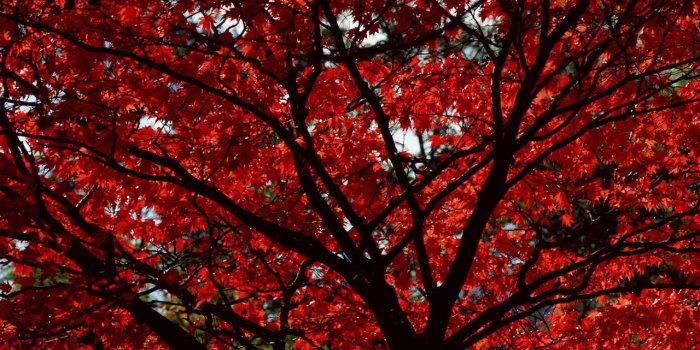 1280x800 Red Aesthetic Wallpaper Desktop_hd wallpaper_download free wallpaper